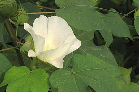 棉花花期